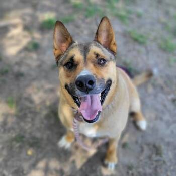 Rescue German Shepherd Dog Dogs for Adoption in Long Beach, California - Okie | PetCurious