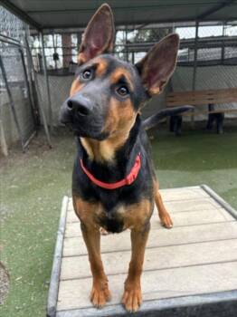 German Shepherd Dog Dogs Available for Adoption - BEAR | PetCurious