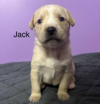 Rescue Beagle and Jack Russell Terrier Dogs for Adoption in Maryville, Tennessee - Jack (available Soon) | PetCurious