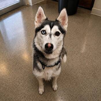 Luna D46594 -  Husky Dog for Adoption in Corsicana, Texas - Luna D46594 | PetCurious