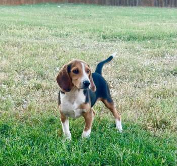 Roscoe -  Beagle Dog for Adoption in Shawnee, Oklahoma - Roscoe | PetCurious
