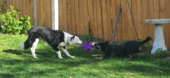 Indie -  Australian Kelpie Dog for Adoption in Jerome, Idaho - Indie | PetCurious