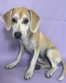 Rescue Beagle and Labrador Retriever Dogs for Adoption in Morton Grove, Illinois - Button | PetCurious