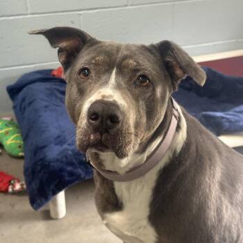 Mixed Breed and Pit Bull Terrier Dogs Available for Adoption in Goleta, California - Nova | PetCurious