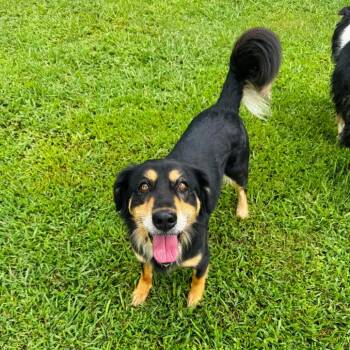 Betsey Johnson -  Australian Shepherd and Mixed Breed Dog for Adoption in Brownsboro, Alabama - Betsey Johnson | PetCurious