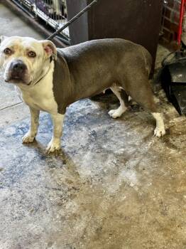 Rescue Mixed Breed Dogs for Adoption in Valparaiso, Indiana - Kima | PetCurious