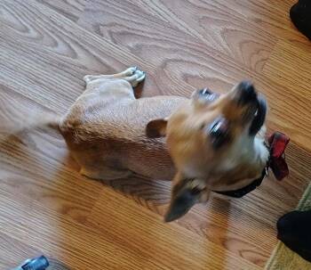 Peanut Butter -  Chihuahua Dog for Adoption in Middletown, Connecticut - Peanut Butter | PetCurious