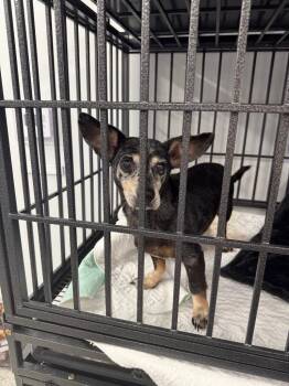 Chihuahua and Dachshund Dogs Available for Adoption in Auburn, Indiana - Oakie | PetCurious