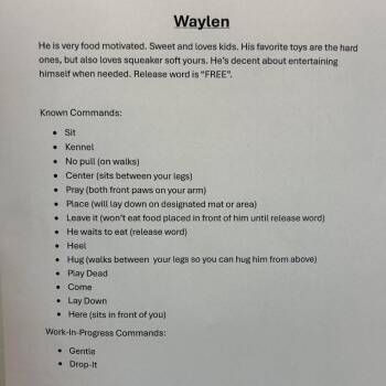 Waylen -  Boxer and Husky Dog for Adoption in Freeport, Florida - Waylen | PetCurious