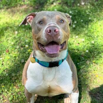 Mixed Breed Dogs Available for Adoption in Auburn, Alabama - Reid | PetCurious