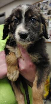 Anatolian Shepherd Dogs Available for Adoption in Saint Clairsville, Ohio - Foxtrot | PetCurious
