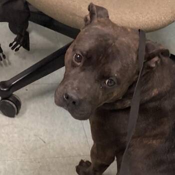 Mixed Breed Dogs Available for Adoption in Philadelphia, Pennsylvania - Hawk | PetCurious