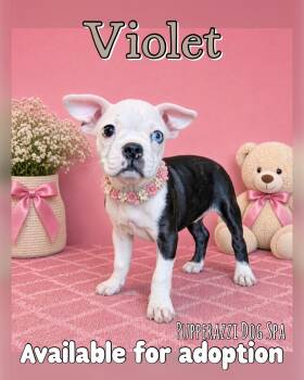 Violet -  French Bulldog and Boston Terrier Dog for Adoption in Overland Park, Kansas - Violet | PetCurious