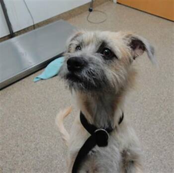 PEDRO -  Cairn Terrier and Mixed Breed Dog for Adoption in Albuquerque, New Mexico - PEDRO | PetCurious