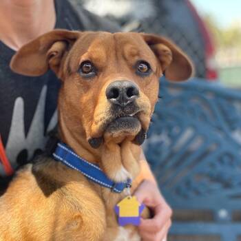 Yoda -  Mixed Breed Dog for Adoption in San Francisco, California - Yoda | PetCurious