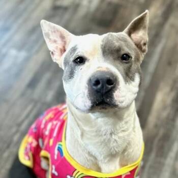 American Bulldog and Boxer Dogs Available for Adoption - Roscoe Waffles | PetCurious