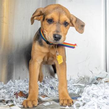 Catahoula Leopard Dog and Mixed Breed Dogs Available for Adoption in St. Louis, Missouri - BOBONNA | PetCurious