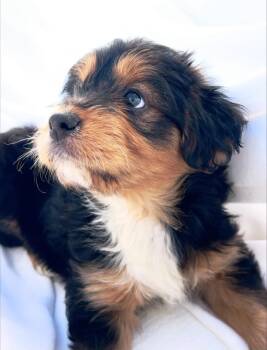 Australian Shepherd and Yorkshire Terrier Dogs Available for Adoption in Hawthorne, California - Fred | PetCurious