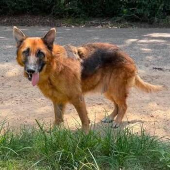 Callie -  German Shepherd Dog Dog for Adoption in Caldwell, Texas - Callie | PetCurious