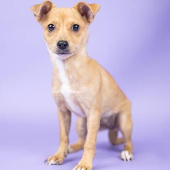 Bloom -  Chihuahua Dog for Adoption in Portland, Oregon - Bloom | PetCurious