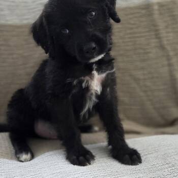 Dakota -  Shepherd and Terrier Dog for Adoption in Churchville, New York - Dakota | PetCurious
