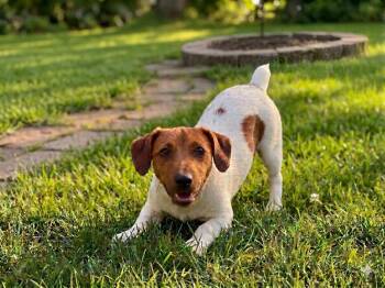 Jack Russell Terrier Dogs Available for Adoption in Crown Point, Indiana - Rocky | PetCurious