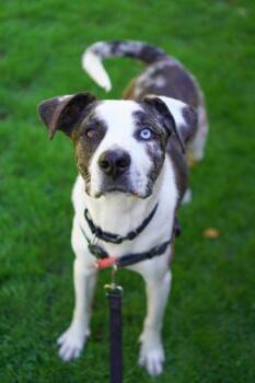 Dasher -  Pit Bull Terrier and Hound Dog for Adoption in Vancouver, Washington - Dasher | PetCurious