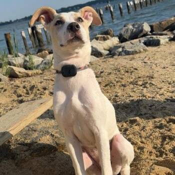 Mixed Breed Dogs Available for Adoption in Baldwin, Maryland - Hayden | PetCurious