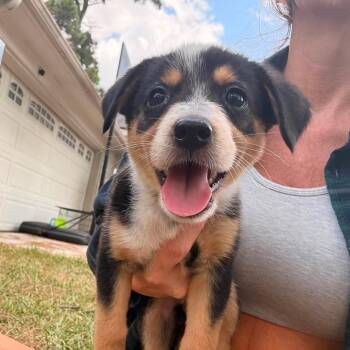 Bluey -  Australian Cattle Dog Blue Heeler and Cattle Dog Dog for Adoption in Humble, Texas - Bluey | PetCurious