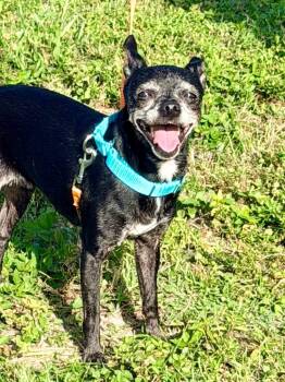 Chihuahua Dogs Available for Adoption in Cape Coral, Florida - Sambra | PetCurious