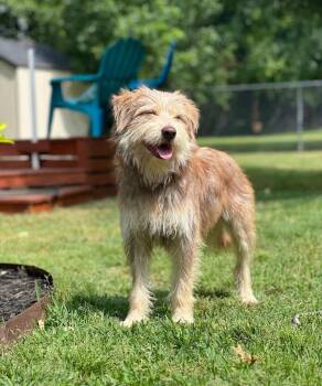 Schaeffer -  Terrier Dog for Adoption in Colleyville, Texas - Schaeffer | PetCurious