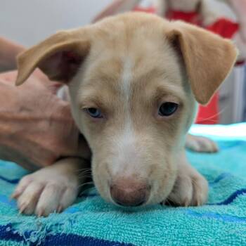 Star -  Australian Shepherd and Mixed Breed Dog for Adoption in Winston-salem, North Carolina - Star | PetCurious