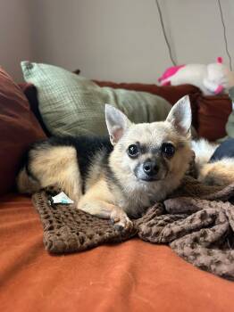 Rescue Chihuahua and Pomeranian Dogs for Adoption in Yonkers, New York - Sid | PetCurious