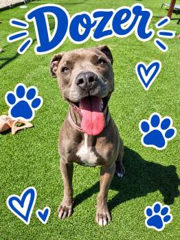 Dozer -  Pit Bull Terrier Dog for Adoption in Truth Or Consequences, New Mexico - Dozer | PetCurious