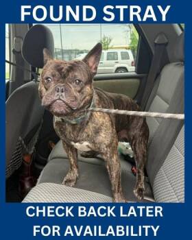Andre -  French Bulldog and Mixed Breed Dog for Adoption in Hamilton Township, New Jersey - Andre | PetCurious