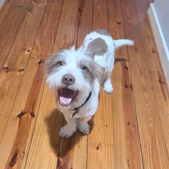 Terrier Dogs Available for Adoption in Houston, Texas - Aston | PetCurious