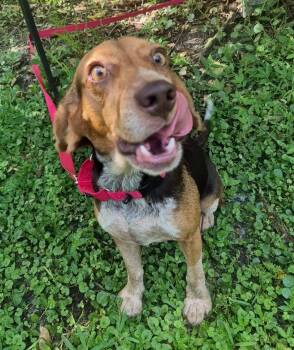 Rue -  Beagle Dog for Adoption in Dunnellon, Florida - Rue | PetCurious