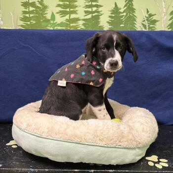 Chapman -  Border Collie and Hound Dog for Adoption in Logan, Utah - Chapman | PetCurious