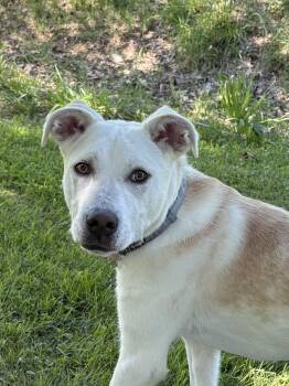 PUPPY DELILAH -  Labrador Retriever and Hound Dog for Adoption in Franklin, Tennessee - PUPPY DELILAH | PetCurious