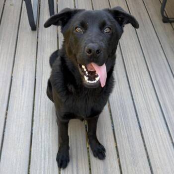 Rescue German Shepherd Dog and Border Collie Dogs for Adoption in Cartersville, Georgia - Bear | PetCurious