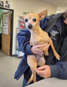 Chihuahua Dogs Available for Adoption in Parker, Colorado - Simone | PetCurious