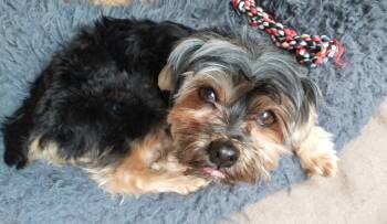 Yorkshire Terrier Dogs Available for Adoption in Toledo, Ohio - Pickles | PetCurious