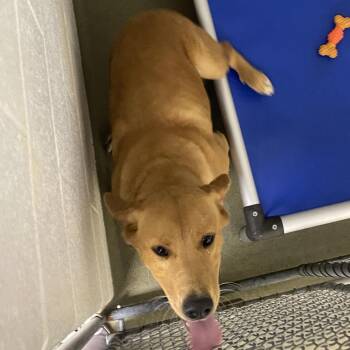 72298 -  Labrador Retriever Dog for Adoption in Harrisonburg, Virginia - 72298 | PetCurious