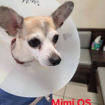 Mimi OS NV PDR -  Chihuahua Dog for Adoption in Las Vegas, Nevada - Mimi OS NV PDR | PetCurious