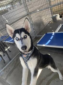 Steele -  Siberian Husky Dog for Adoption in Victorville, California - Steele | PetCurious