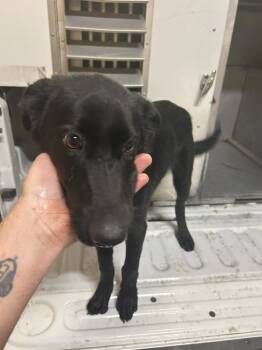 Rescue Labrador Retriever Dogs for Adoption in Hot Springs, Arkansas - Pebbles | PetCurious