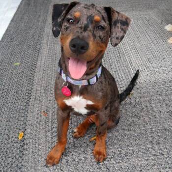 Sam -  Catahoula Leopard Dog Dog for Adoption in Tampa, Florida - Sam | PetCurious