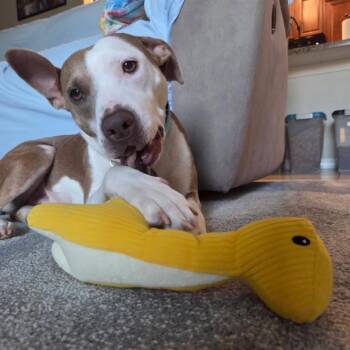 Rescue Labrador Retriever and American Staffordshire Terrier Dogs for Adoption in Lakewood Ranch, Florida - Belle | PetCurious