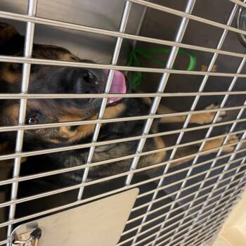 Slurpee -  Mixed Breed Dog for Adoption in Winston-salem, North Carolina - Slurpee | PetCurious