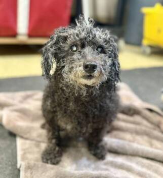 Betty - 1 -  Poodle and Mixed Breed Dog for Adoption in Daytona Beach, Florida - Betty - 1 | PetCurious